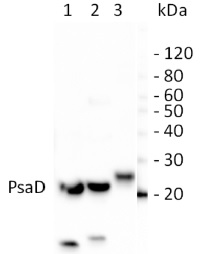 PsaD | PSI-D subunit of photosystem I in the group Antibodies Plant/Algal  / Photosynthesis  / PSI (Photosystem I) at Agrisera AB (Antibodies for research) (AS09 461)